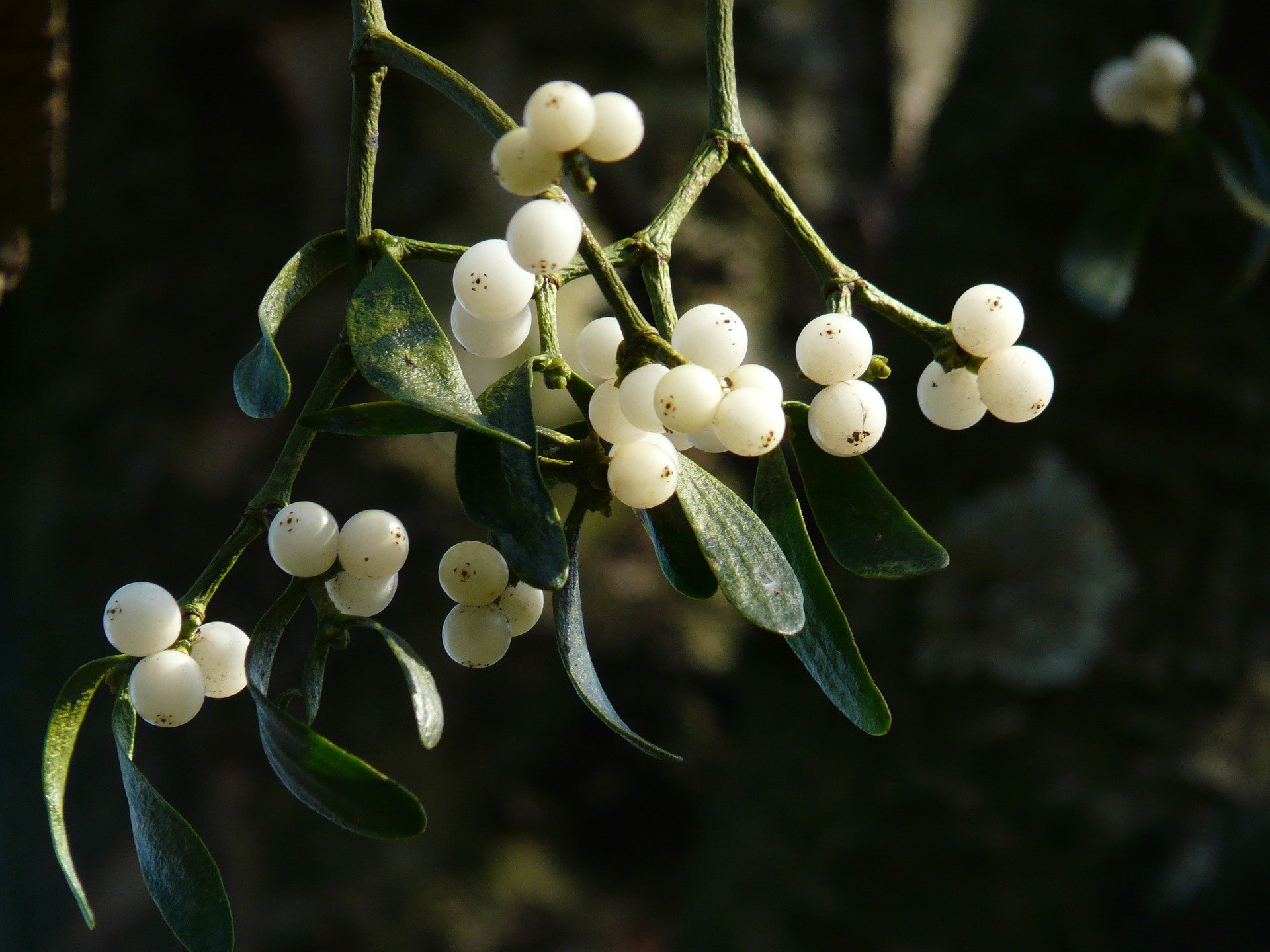mistletoe-berries-16393_1920
